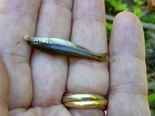 Angler holding micro caught with a bit of steak