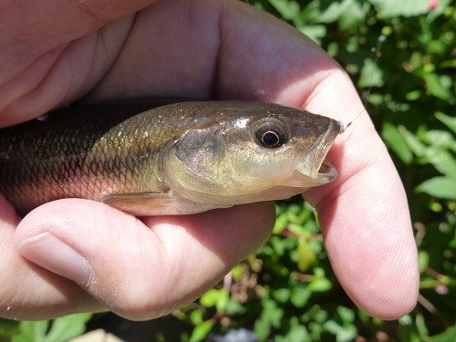 Angler holding creek chub