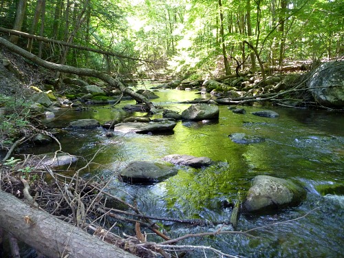 Small stream with downed trees and lots of rocks