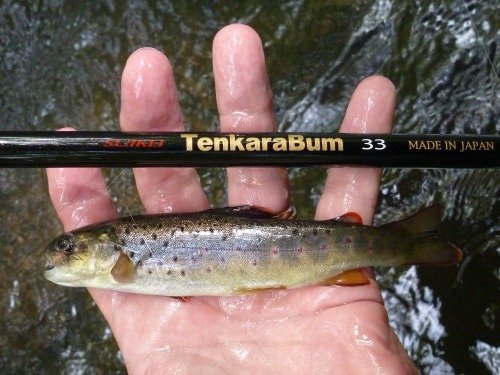 Angler holding trout caught with Killer Kebari, and TenkaraBum 36 tenkara rod