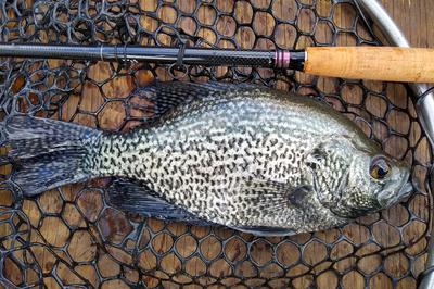 Black crappie