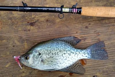 Crappie with marabou leech