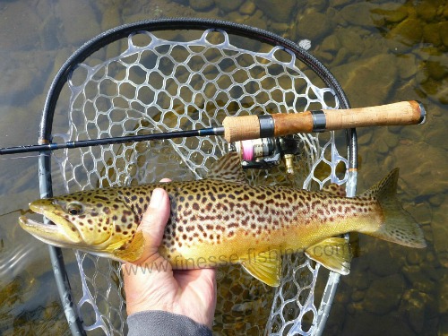 Tenryu Rayz RZI50UL-4 and 16" brown trout.