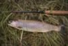 beautiful Yampa Rainbow