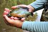 When nothing else will cooperate, Redbreast Sunfish (Yellow Bellies) will usually bite.