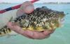 Southern Puffer