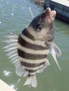 Sheepshead