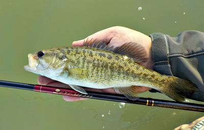 Guadalupe bass, Nissin Zerosum 360, and the Blanco River