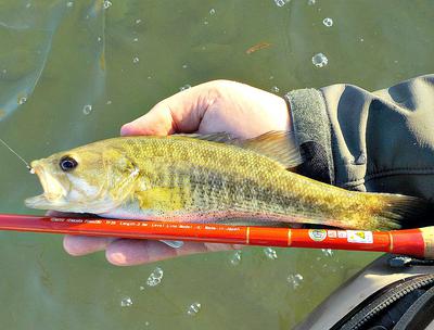 A Beautiful Guadalupe bass on the Tenryu Furaibo TF39