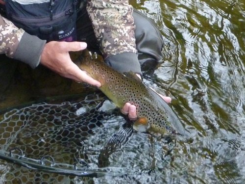 Zach releasing nice brown trout